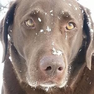 Meet your Posher, Annie